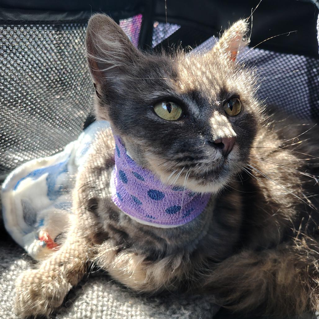 Enlarge Slasher, a Adoptable Domestic Medium Hair in Coos Bay, OR image 2/3