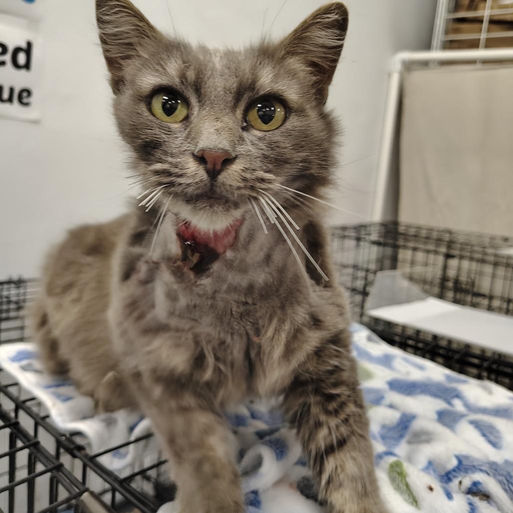 Enlarge Slasher, a Adoptable Domestic Medium Hair in Coos Bay, OR image 3/3