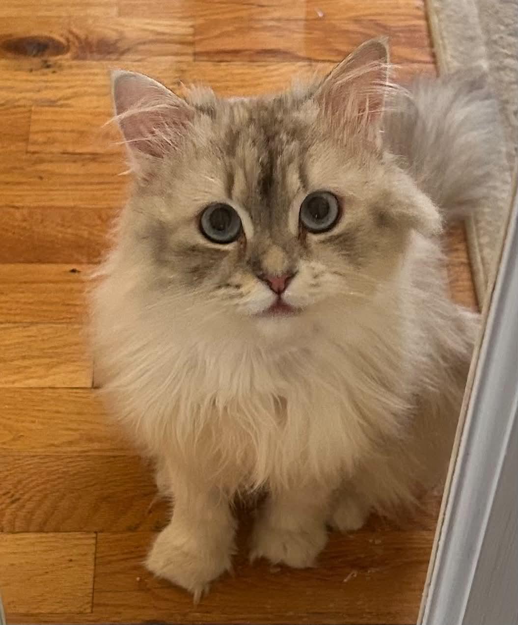 Enlarge Pico, a ADOPTABLE Persian in Woodmere, NY image 2/3