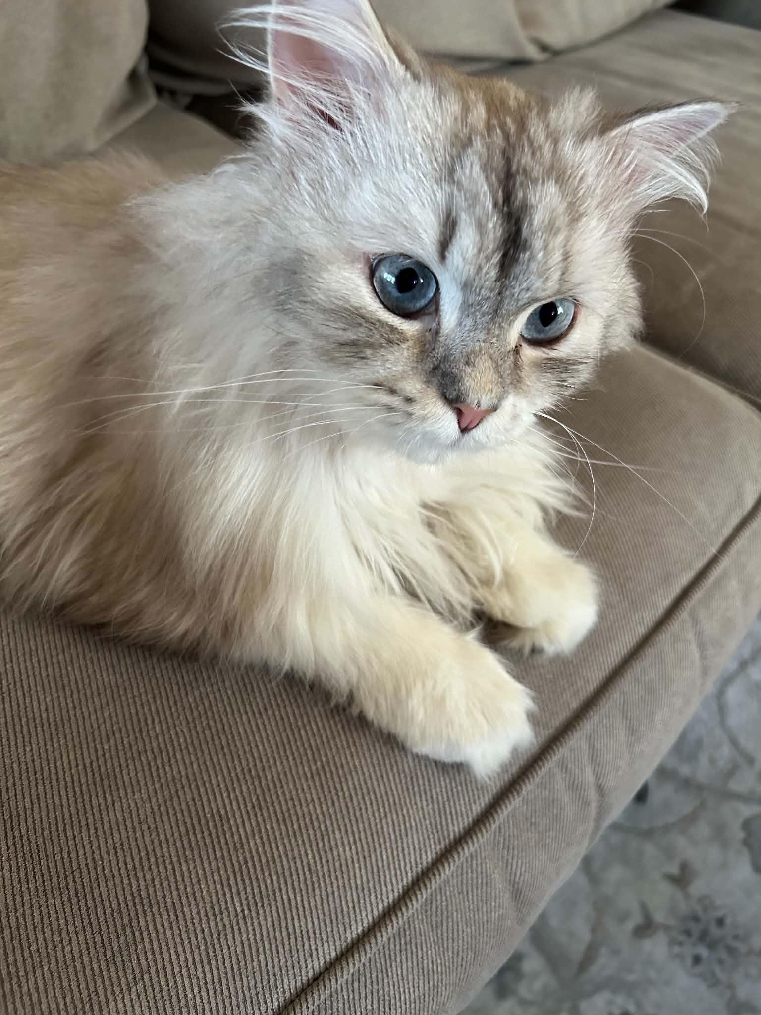 Enlarge Pico, a ADOPTABLE Persian in Woodmere, NY image 3/3