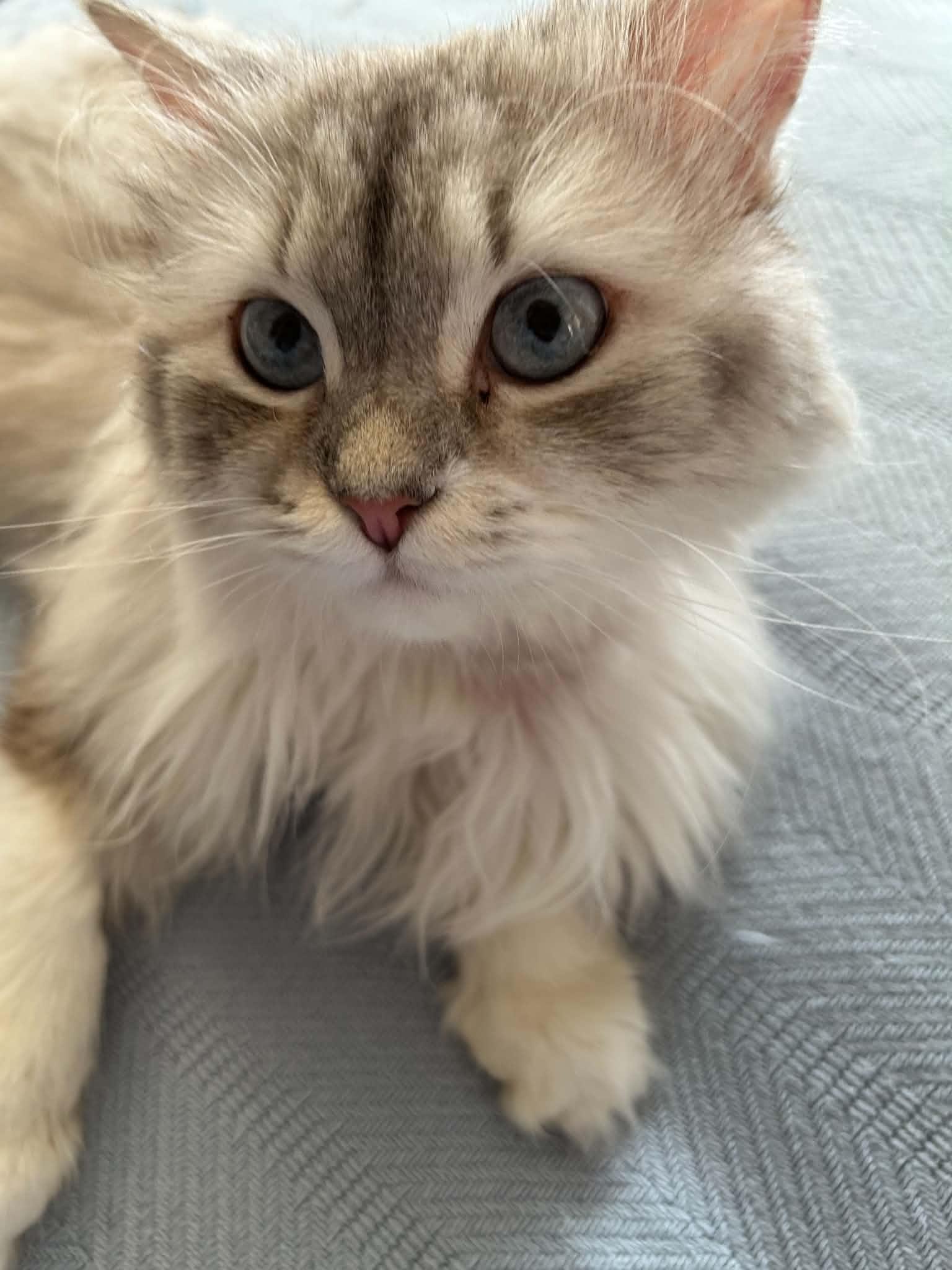 Enlarge Pico, a ADOPTABLE Persian in Woodmere, NY image 1/3