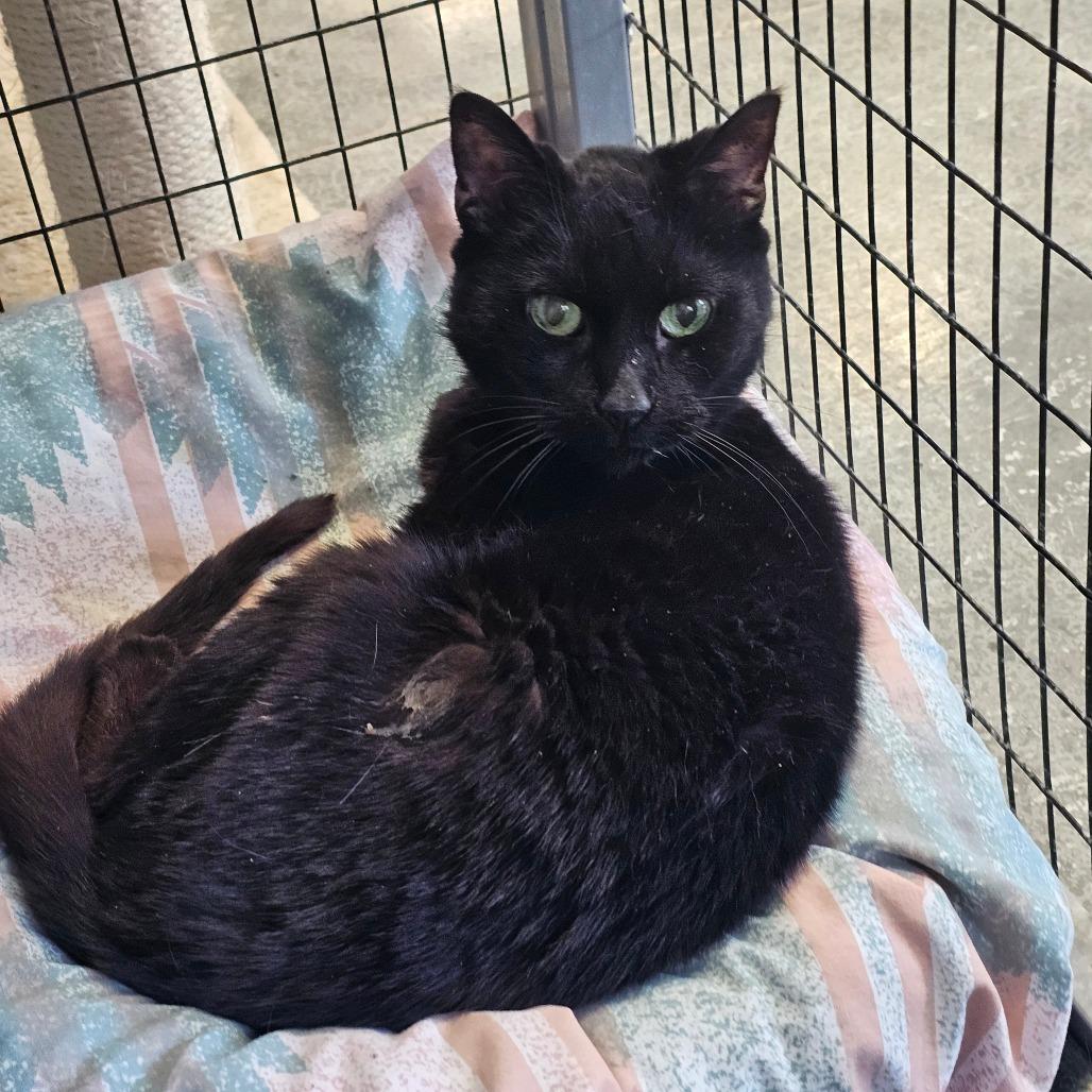 Enlarge Junebug, a Adoptable Domestic Short Hair in Corydon, IN image 1/1