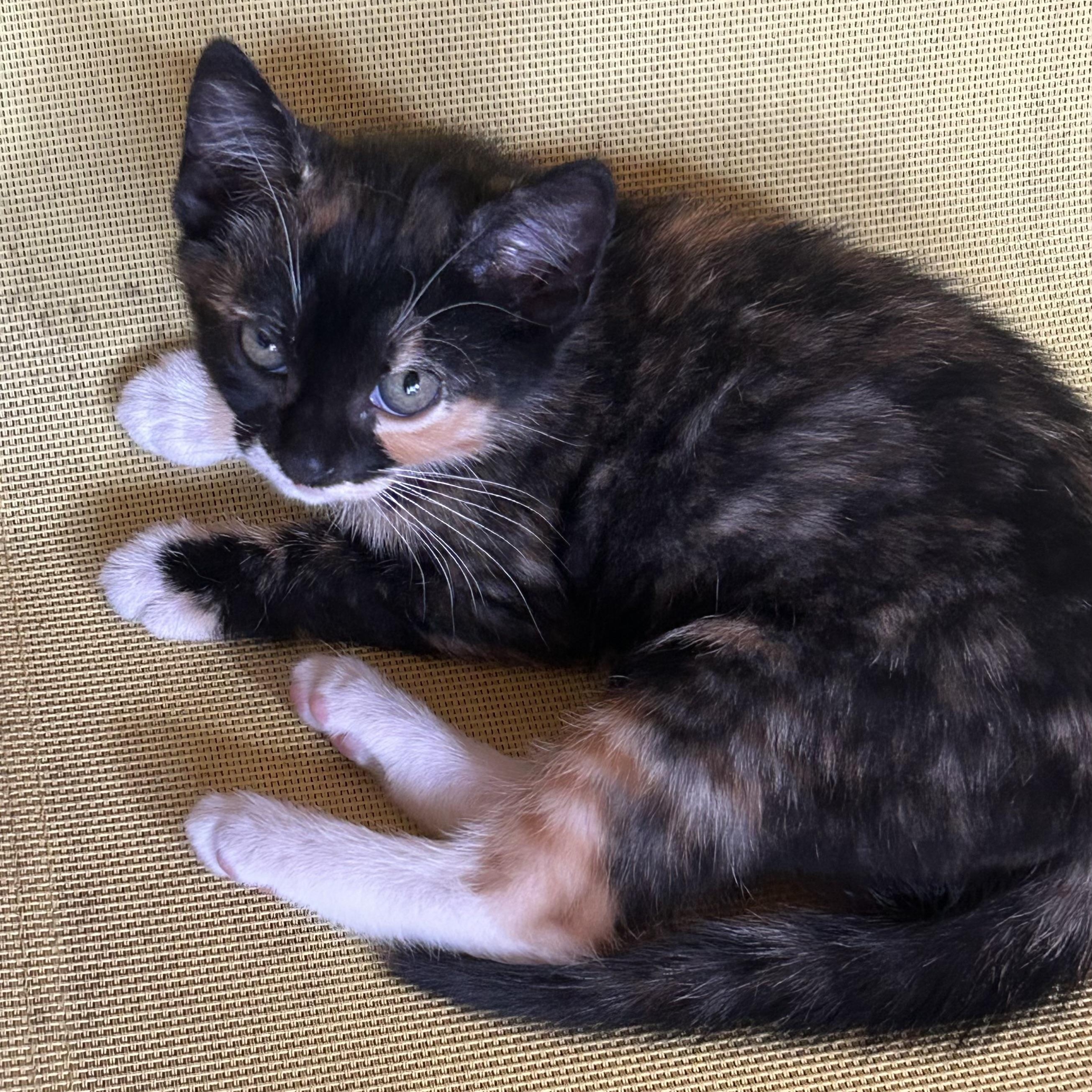 Enlarge Callie, an adopted Domestic Short Hair in Colonia, NJ image 1/1