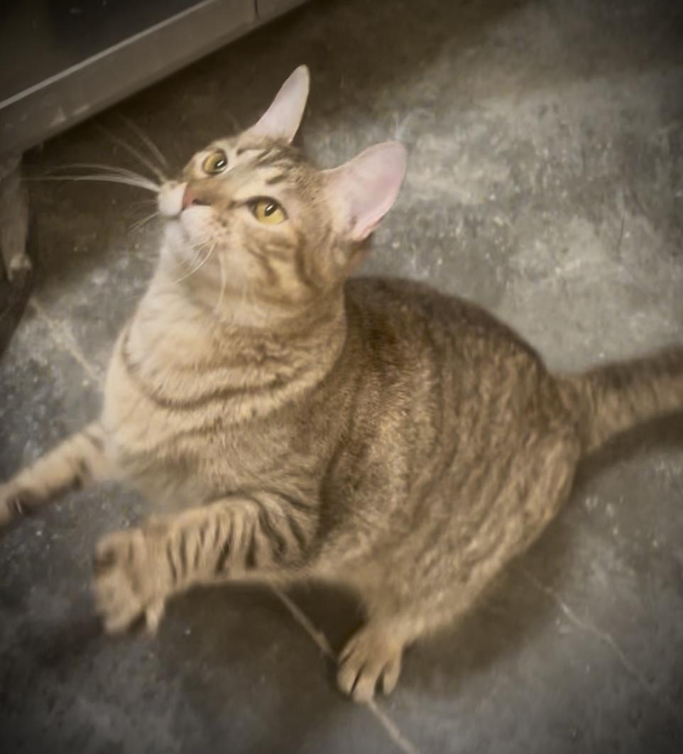 Enlarge Wrenley, a ADOPTABLE Domestic Short Hair in Baton Rouge, LA image 4/4