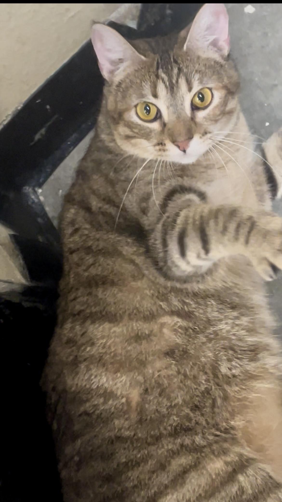 Enlarge Wrenley, a Adoptable Domestic Short Hair in Baton Rouge, LA image 5/5