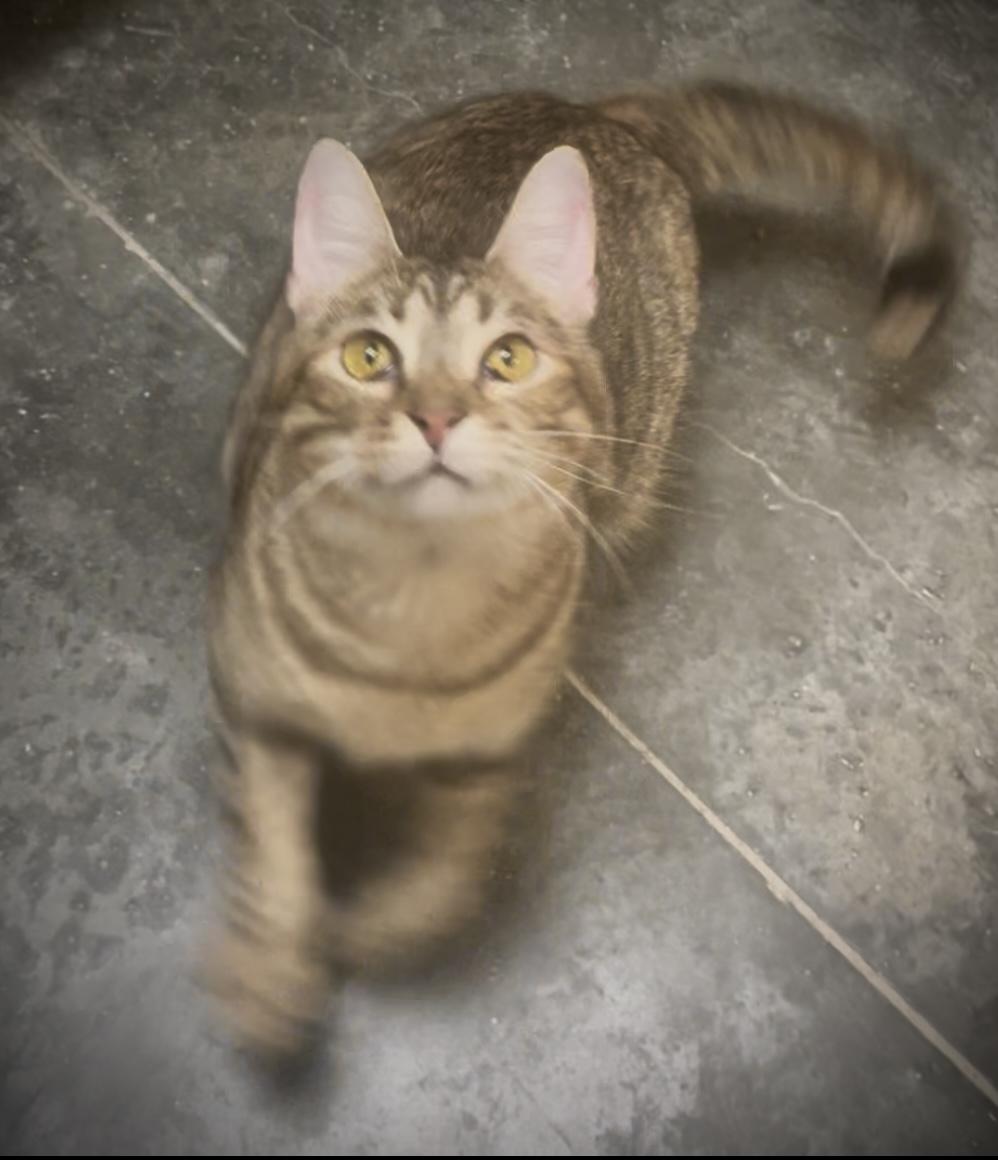 Enlarge Wrenley, a ADOPTABLE Domestic Short Hair in Baton Rouge, LA image 2/4