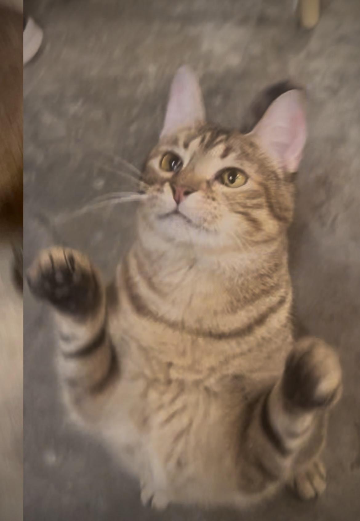 Enlarge Wrenley, a ADOPTABLE Domestic Short Hair in Baton Rouge, LA image 3/4