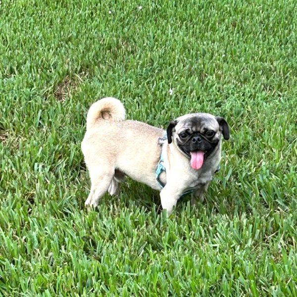 Amos, Adopted, Young Male Pug.