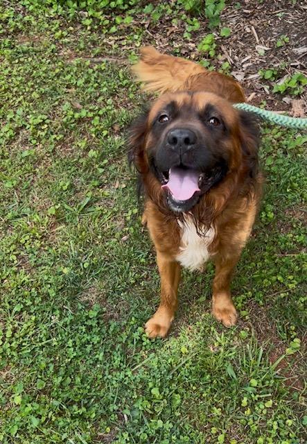Paddington, a ADOPTABLE mixed breed in Cumming, GA image 2/4