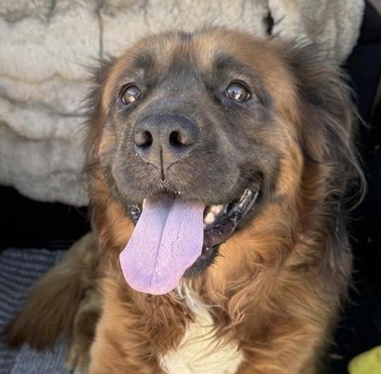 Paddington, a ADOPTABLE mixed breed in Cumming, GA image 3/4