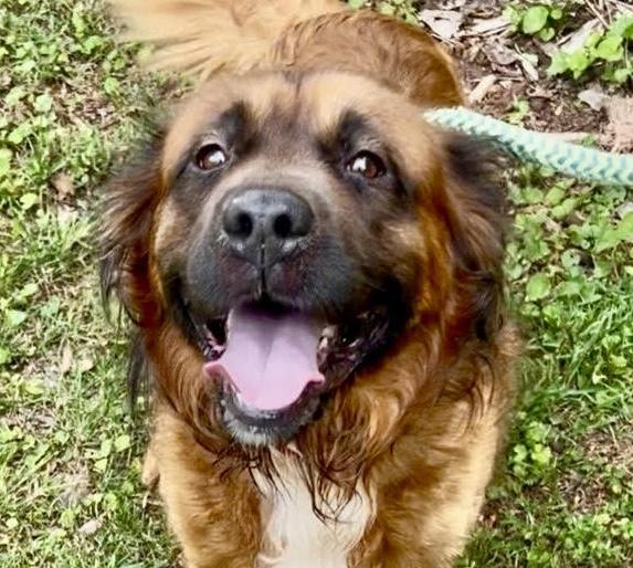 Paddington, ADOPTABLE, Young Male Golden Retriever & Shepherd.