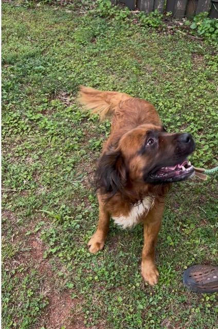 Paddington, a ADOPTABLE mixed breed in Cumming, GA image 4/4