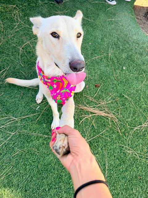 HOKA, Adoptable, Young Female Siberian Husky.
