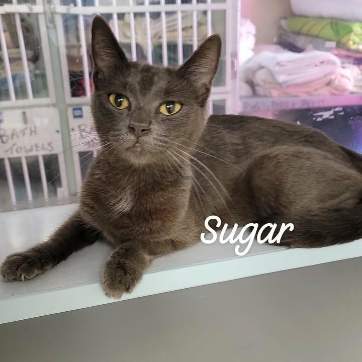 Sugar, Adoptable, Adult Female Domestic Short Hair.