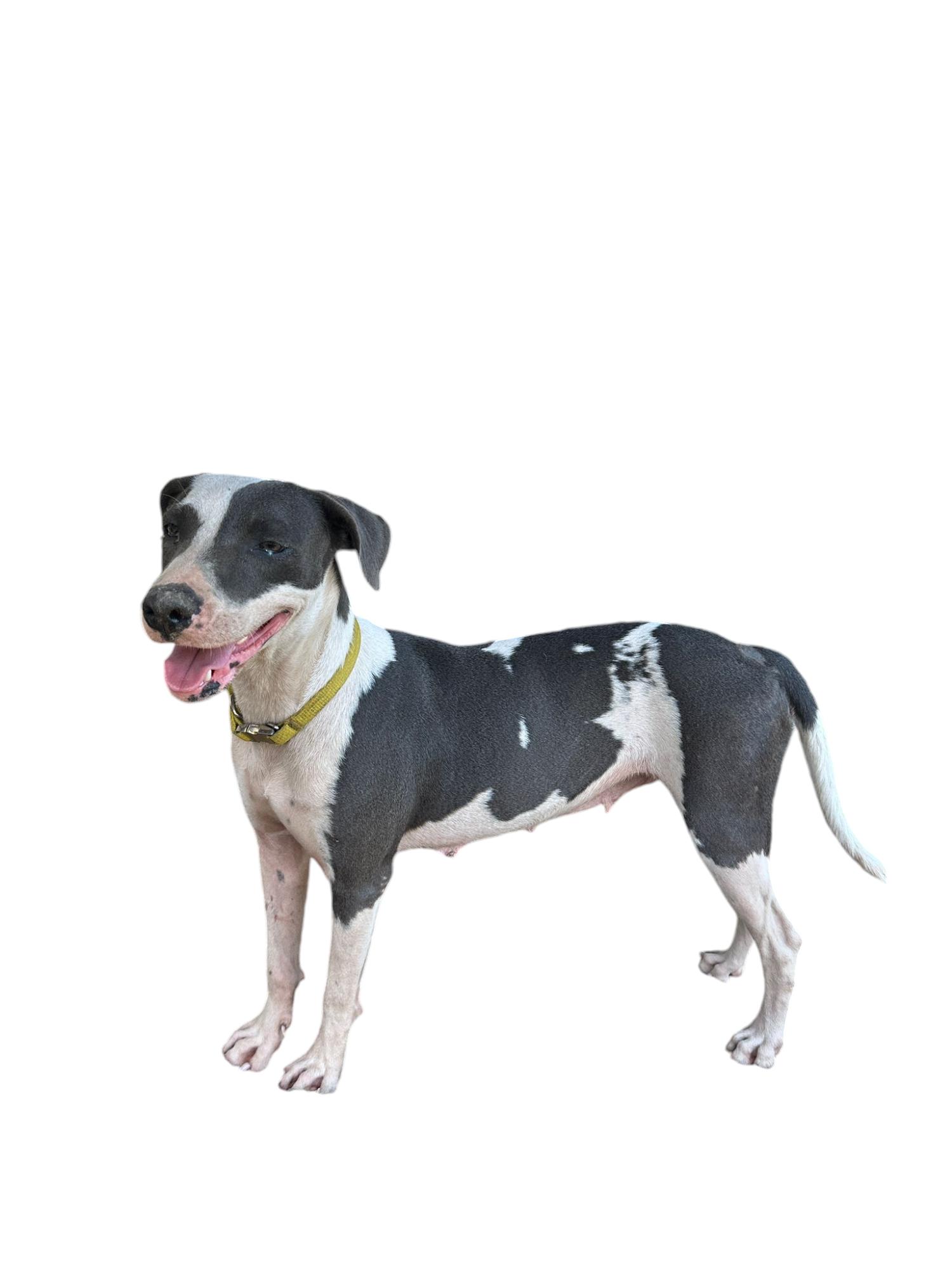 Dog for adoption Pandora, a Mixed Breed in Victoria, BC Petfinder