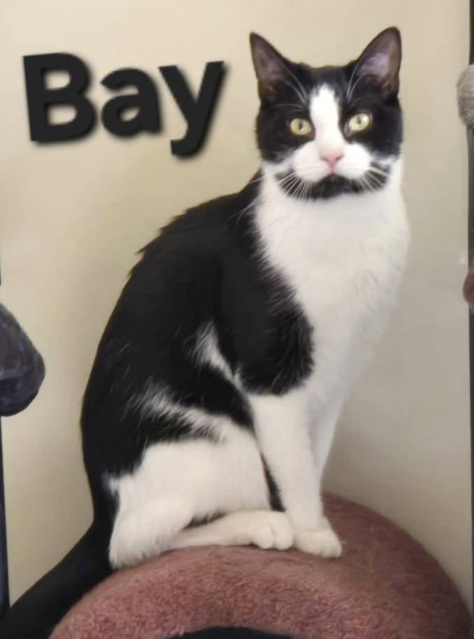 Bay, Adopted, Young Female Domestic Short Hair.