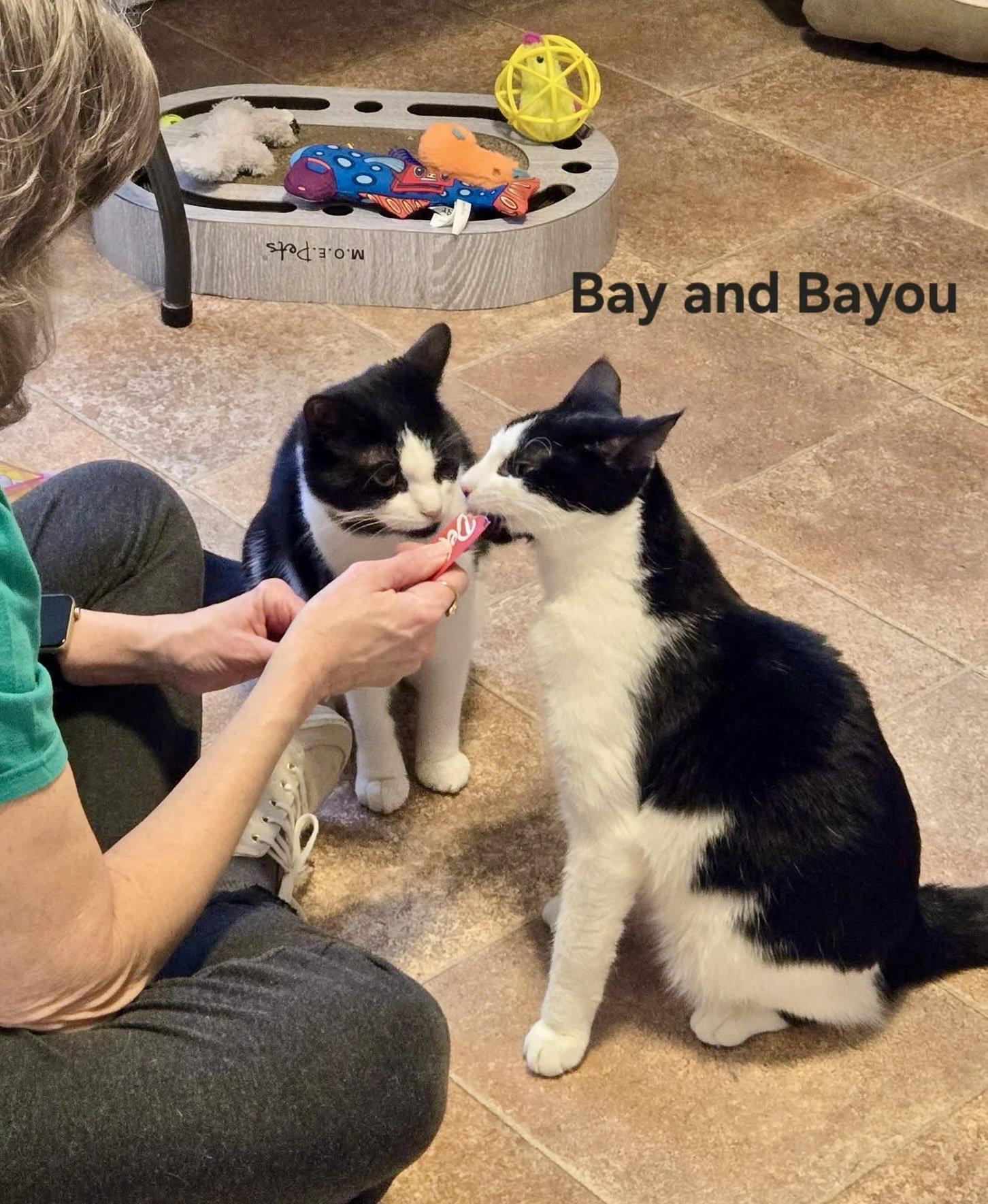 Bay, a Adopted Domestic Short Hair in Penndel, PA image 2/3