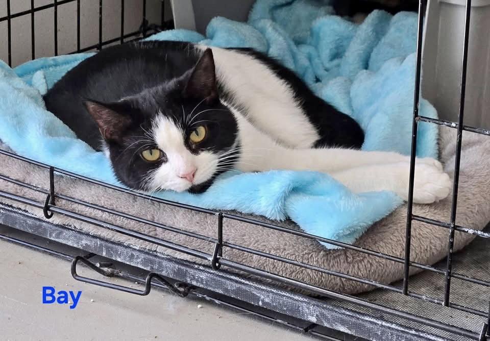 Bay, a Adopted Domestic Short Hair in Penndel, PA image 3/3