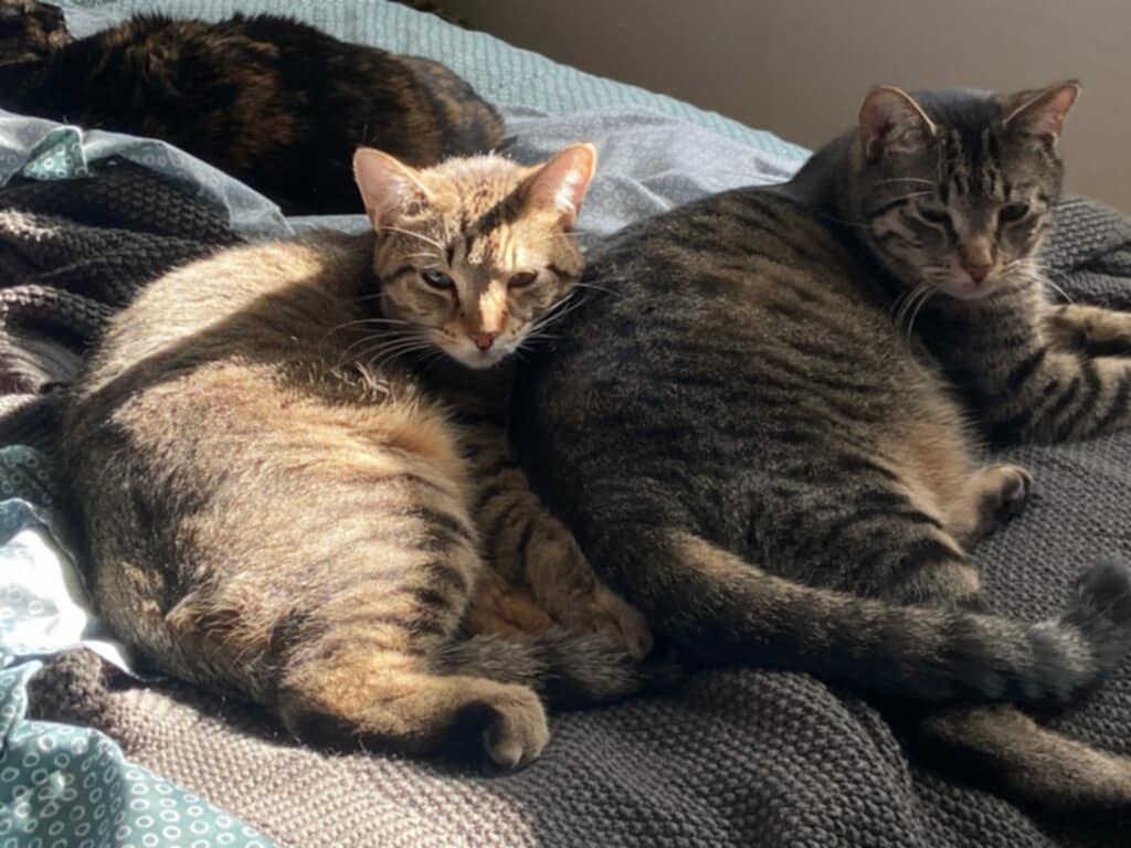 Kes (Bonded Pair with Damar), Adoptable, Adult Female Domestic Short Hair.