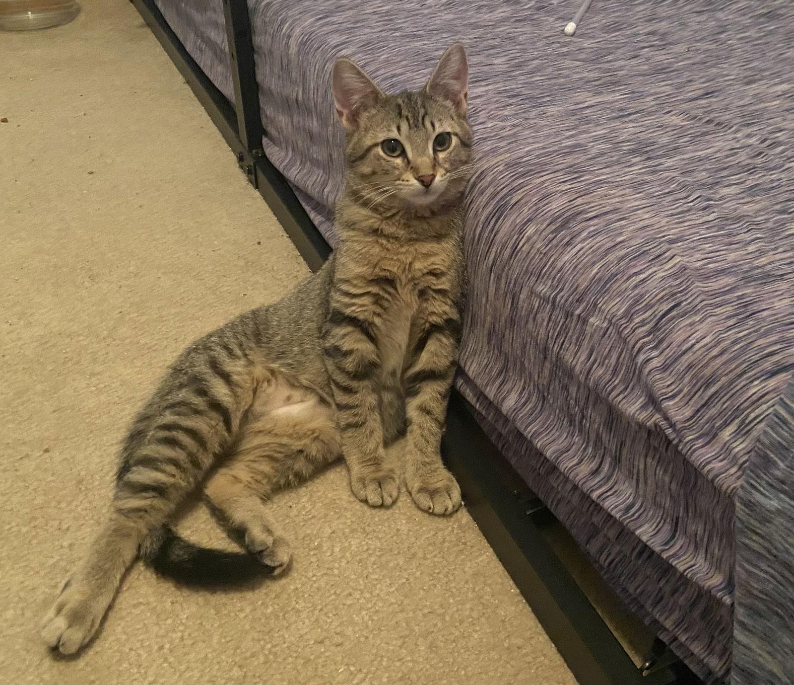 Kes (Bonded Pair with Damar), a Adoptable Domestic Short Hair in Champaign, IL image 2/3