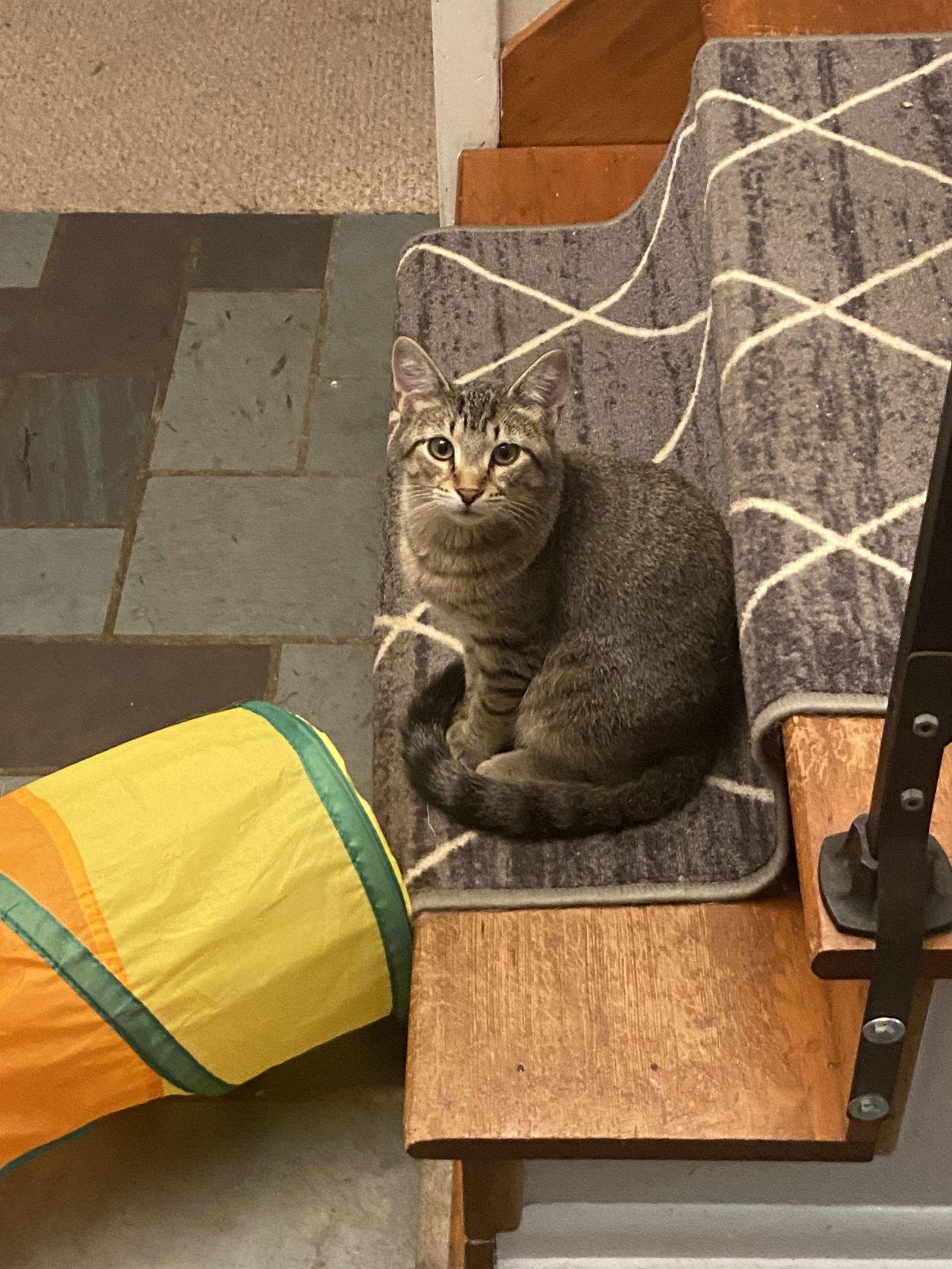 Kes (Bonded Pair with Damar), a Adoptable Domestic Short Hair in Champaign, IL image 3/3