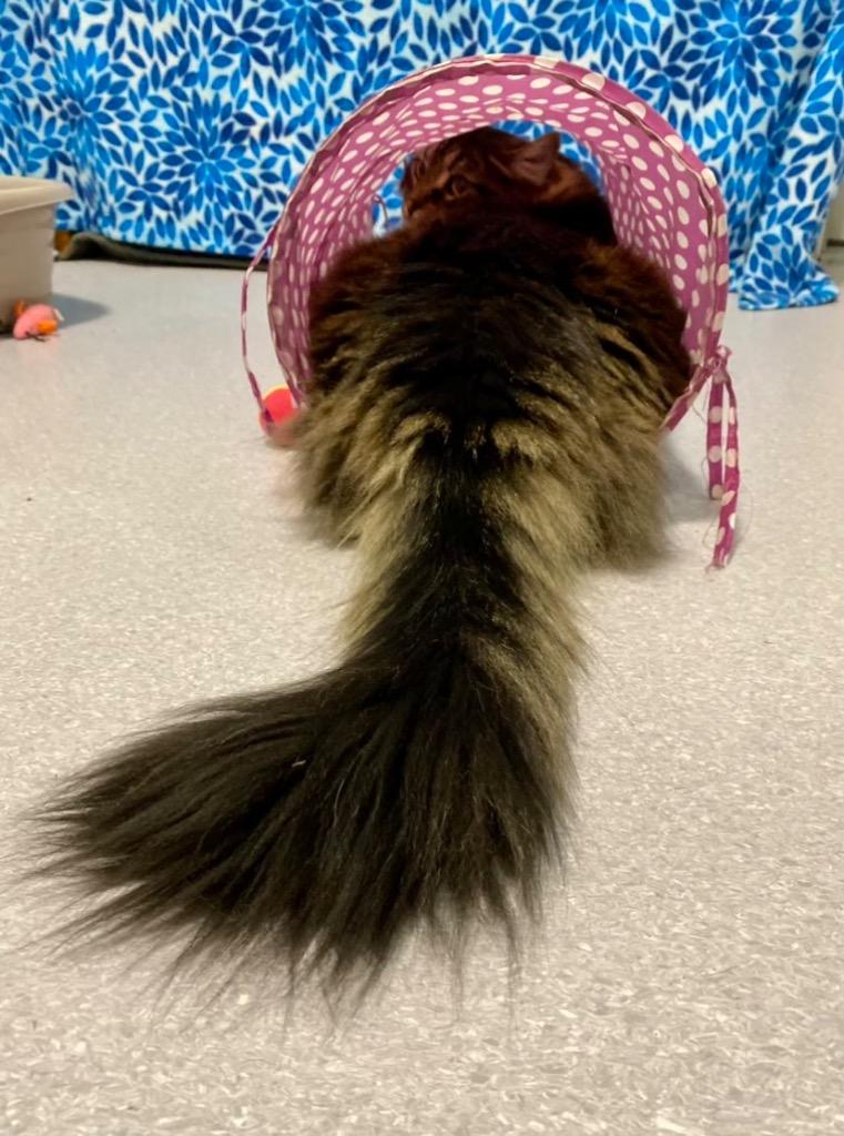 Chip, Adopted, Adult Male Domestic Long Hair.