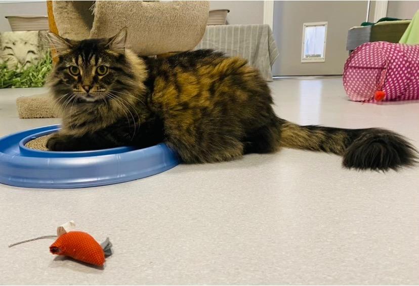 Enlarge Chip, a Adopted Domestic Long Hair in North Royalton, OH image 2/2