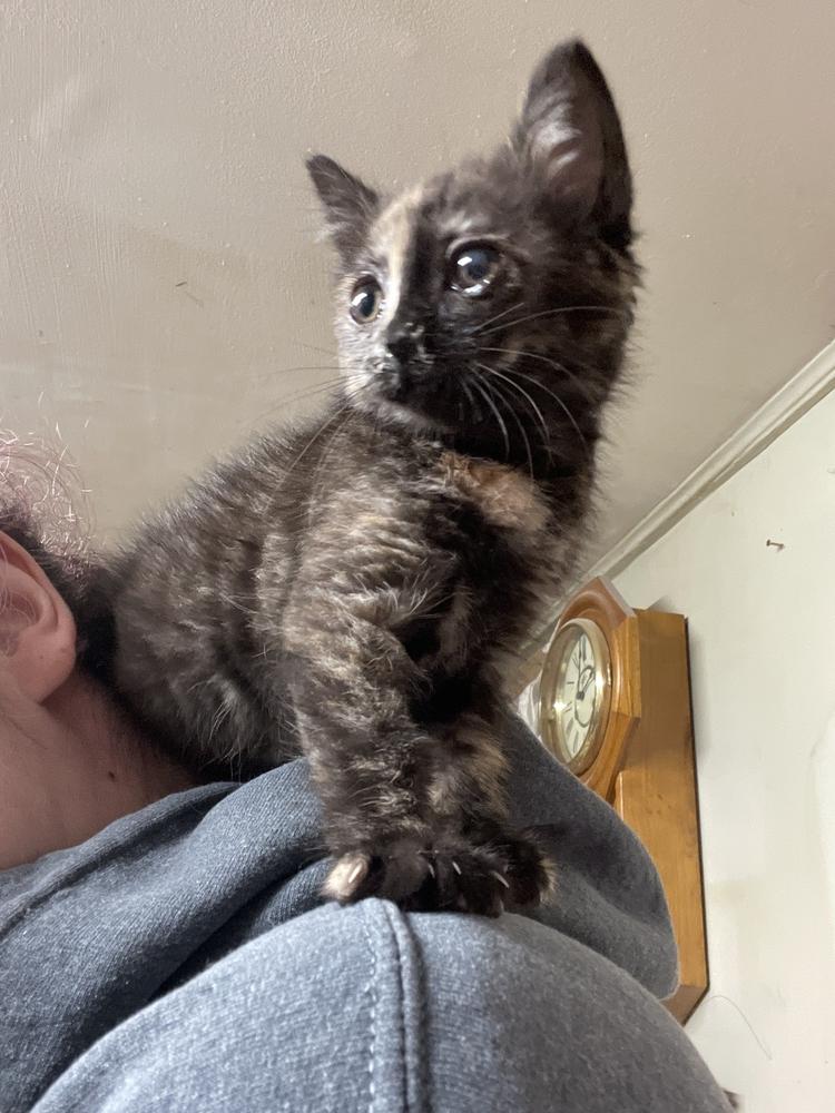 Enlarge Autumn, a Adoptable mixed breed in Olyphant, PA image 1/6