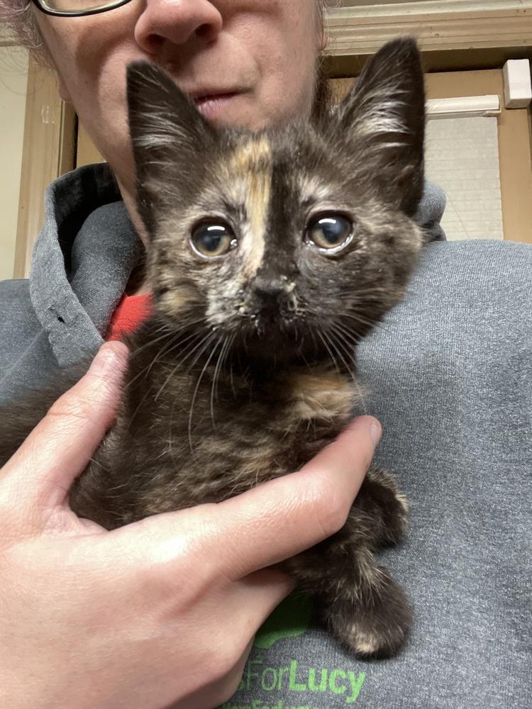 Enlarge Autumn, a Adoptable mixed breed in Olyphant, PA image 2/6