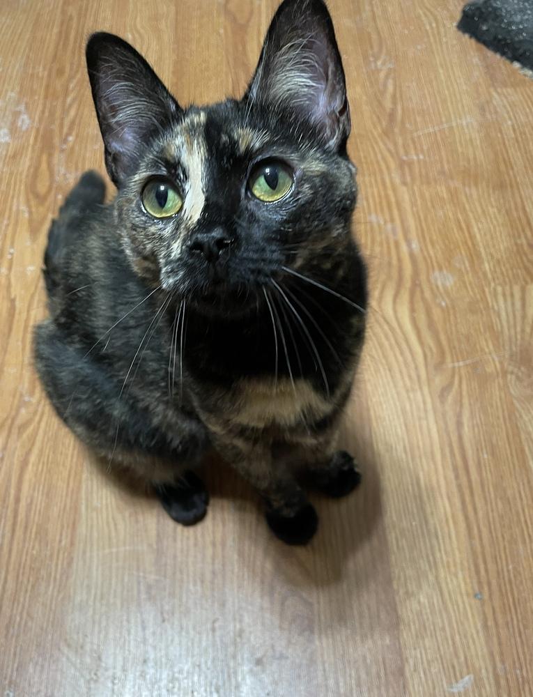 Enlarge Autumn, a Adoptable mixed breed in Olyphant, PA image 2/6