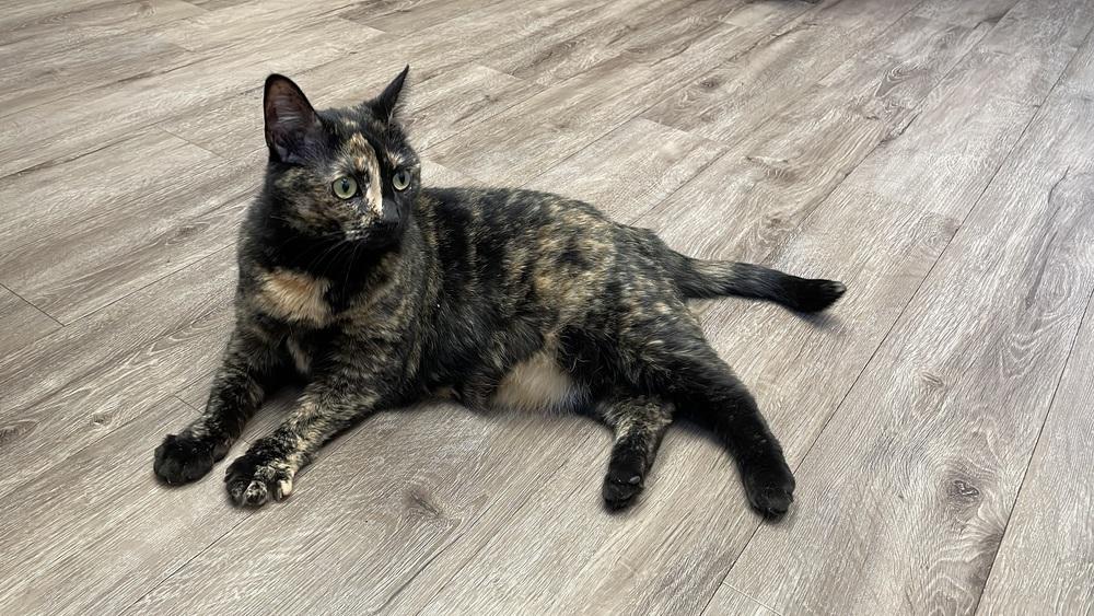 Enlarge Autumn, a Adoptable mixed breed in Olyphant, PA image 4/6