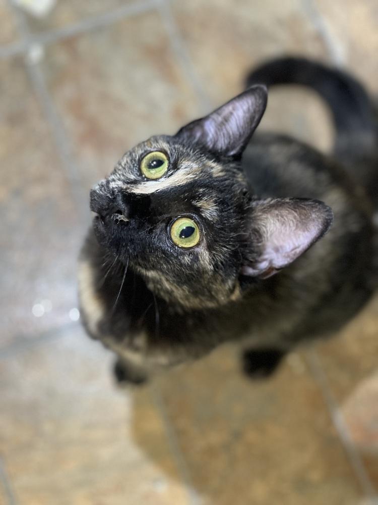 Enlarge Autumn, a Adoptable mixed breed in Olyphant, PA image 4/6