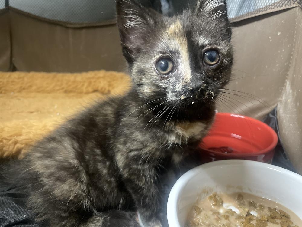 Enlarge Autumn, a Adoptable mixed breed in Olyphant, PA image 5/6