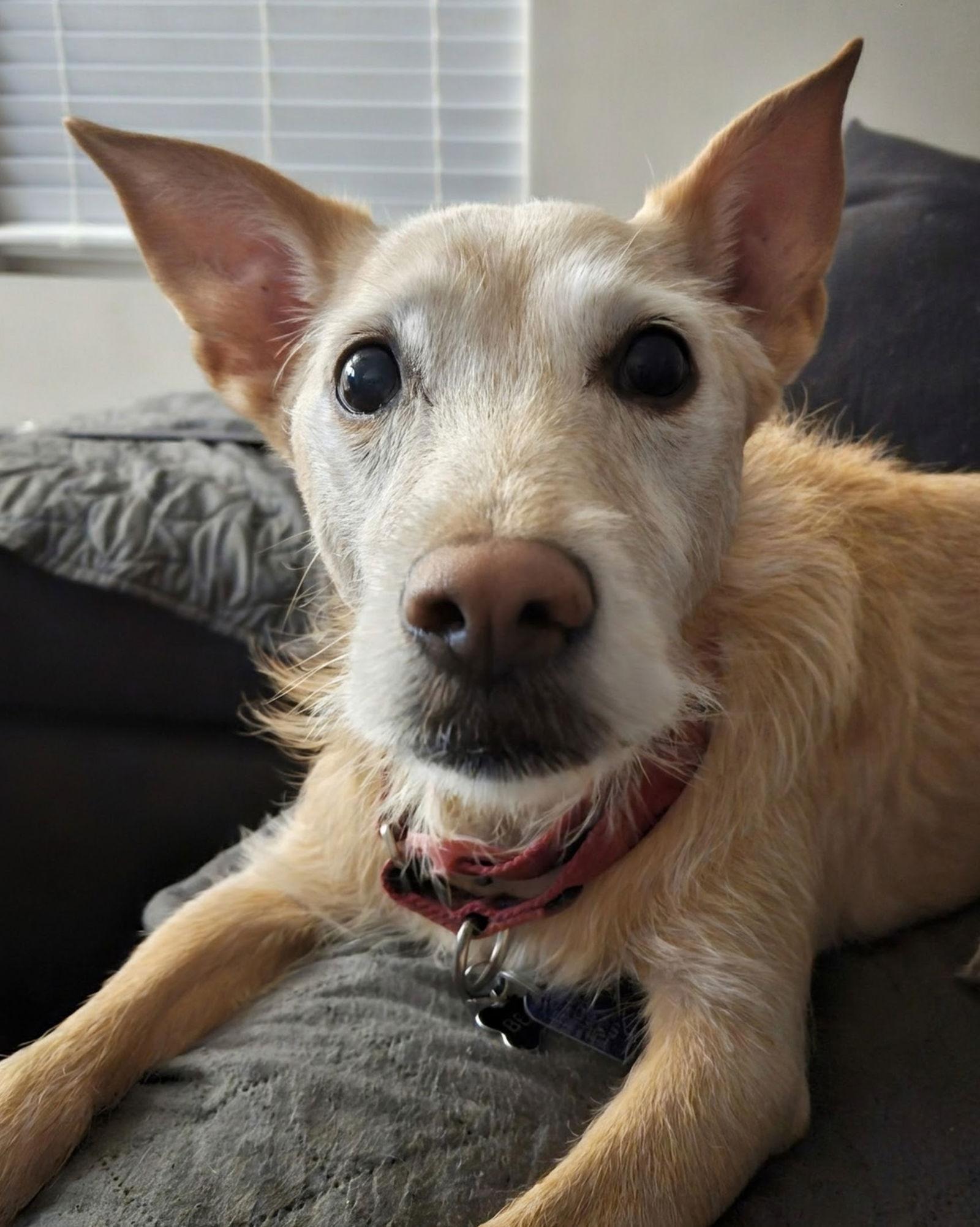 Enlarge Bella, a Adopted mixed breed in Woodbridge, CT image 1/3