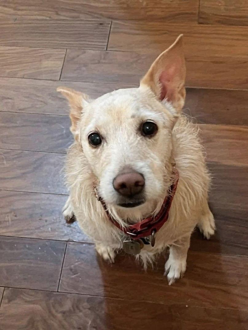 Bella, Adopted, Senior Female Terrier & Vizsla.