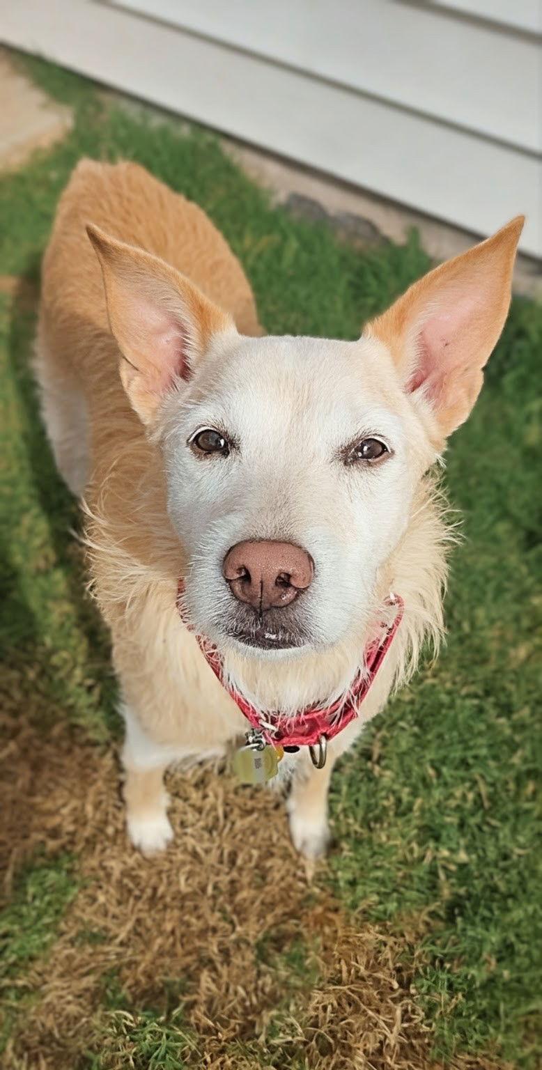 Enlarge Bella, a Adopted mixed breed in Woodbridge, CT image 3/3