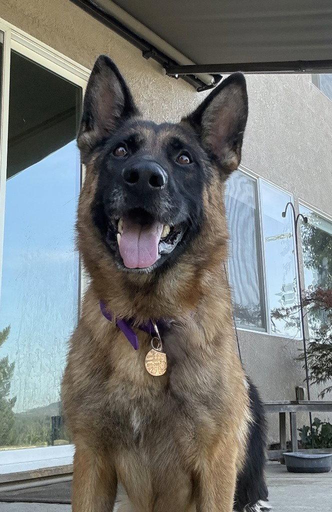 Enlarge Roman, a Adoptable German Shepherd Dog in Modesto, CA image 1/1