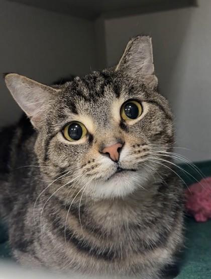 Peeta, Adoptable, Adult Male Domestic Short Hair & Domestic Short Hair.