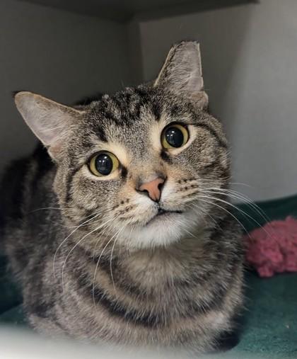 Enlarge Peeta, a Adoptable mixed breed in Quakertown, PA image 2/3