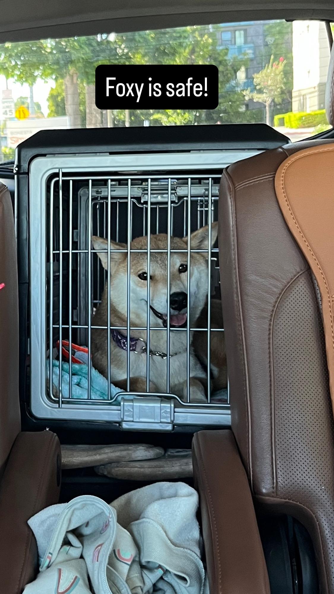 Foxy, adopted, Adult Female Shiba Inu.