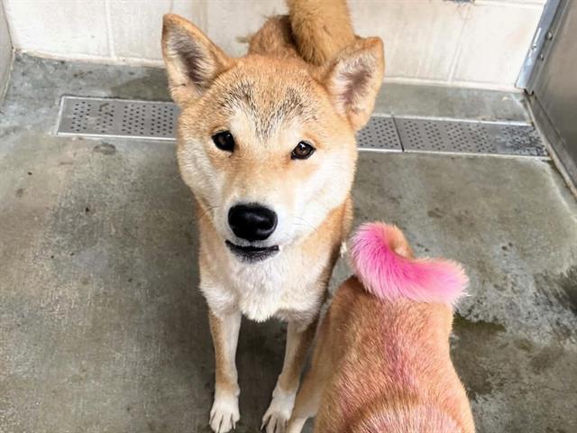 Enlarge Foxy, an adopted Shiba Inu in Granada Hills, CA image 2/2