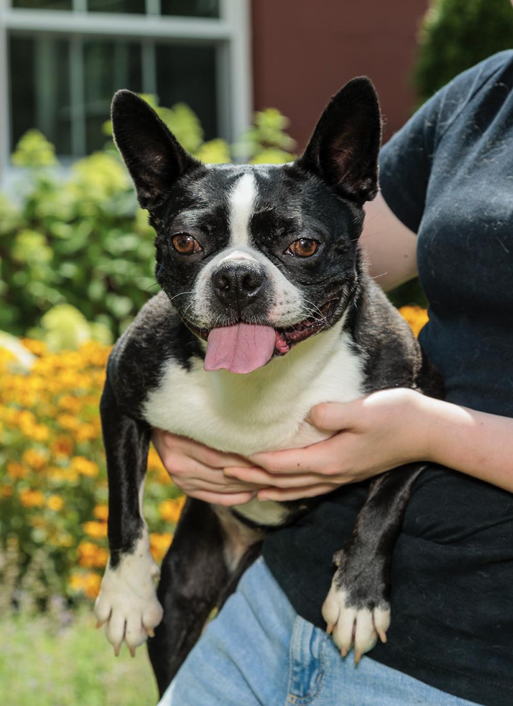 Izzy, Adoptable, Young Female Boston Terrier.