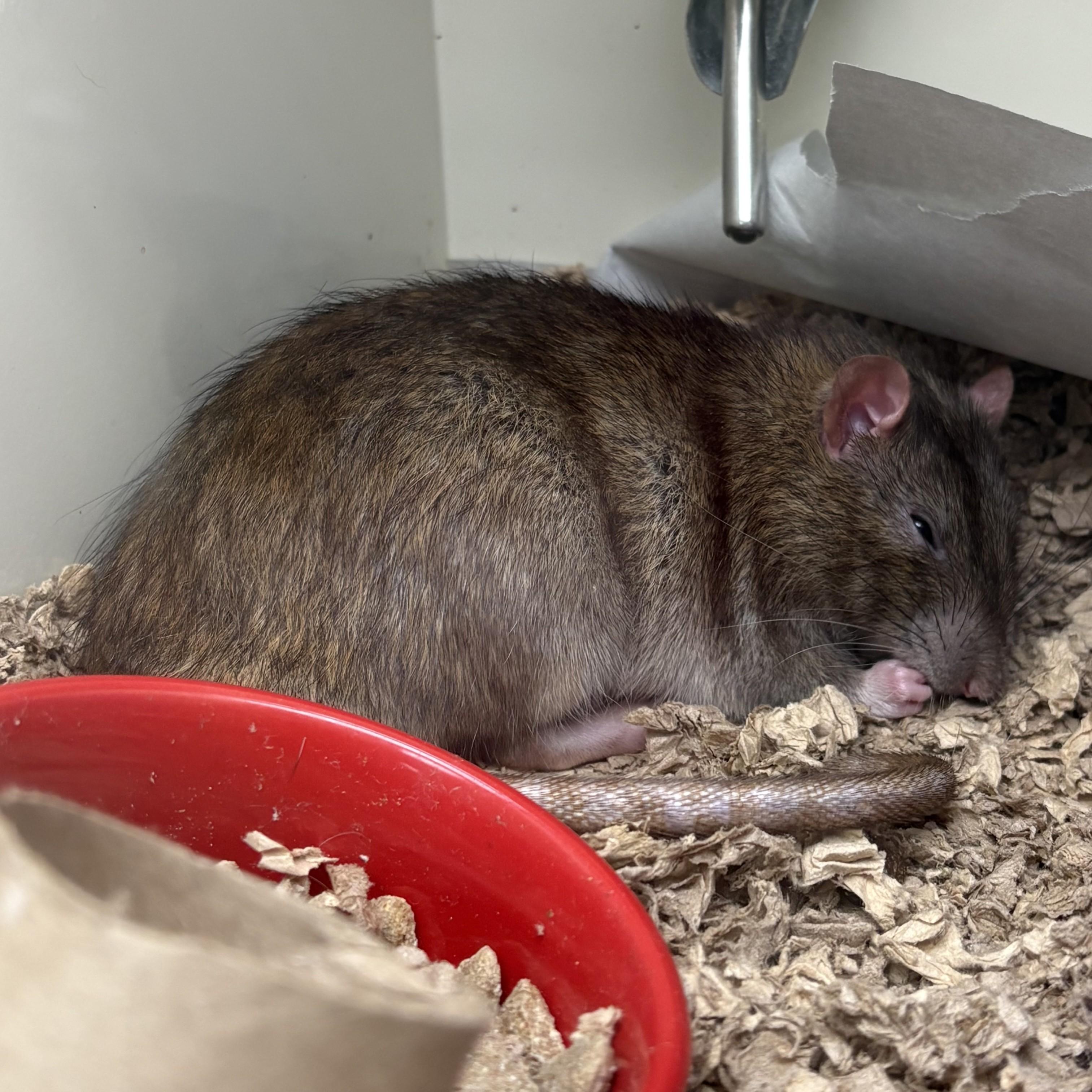 Enlarge Manchego- 52394, a ADOPTABLE Rat in Columbia, MD image 5/5