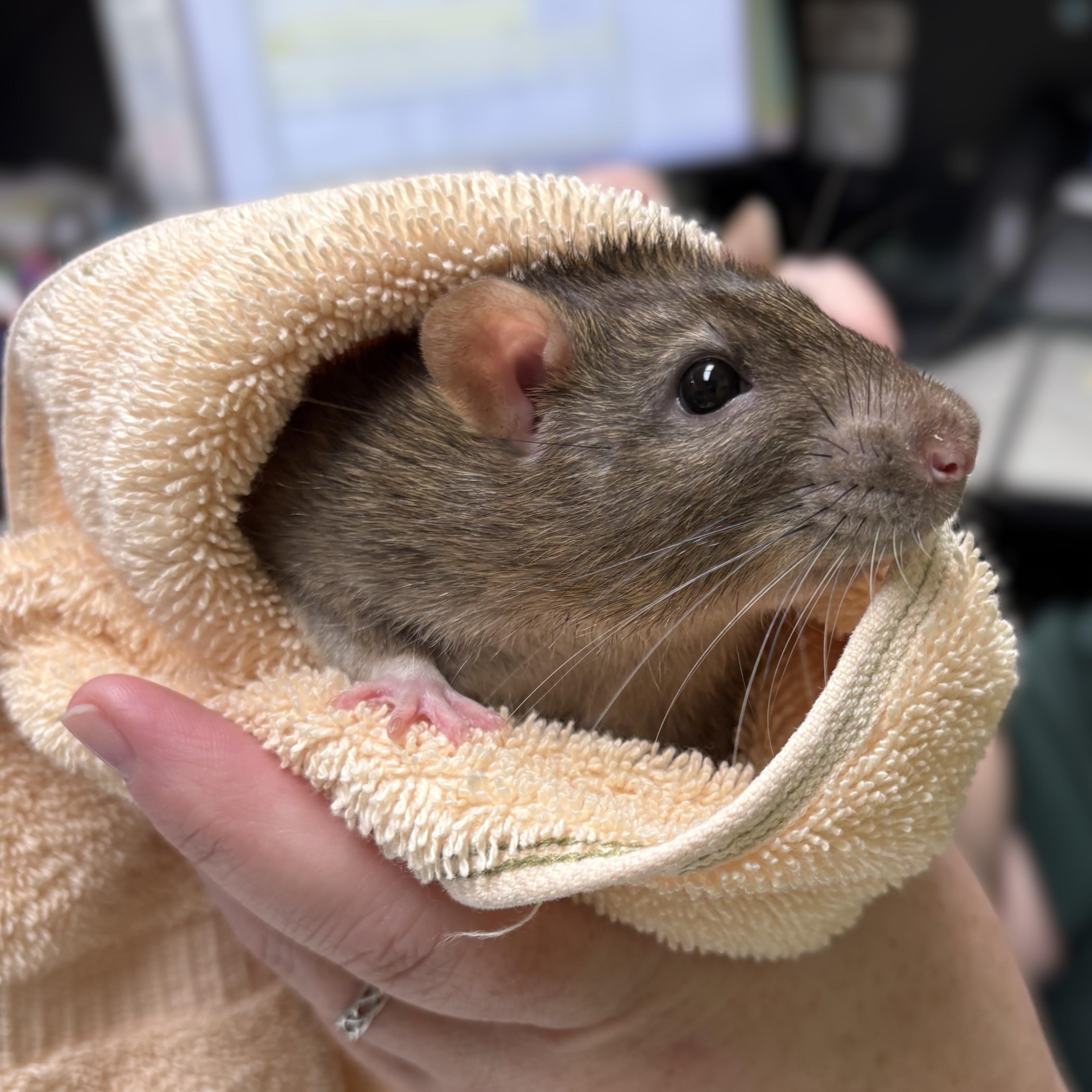 Enlarge Manchego- 52394, a ADOPTABLE Rat in Columbia, MD image 3/5