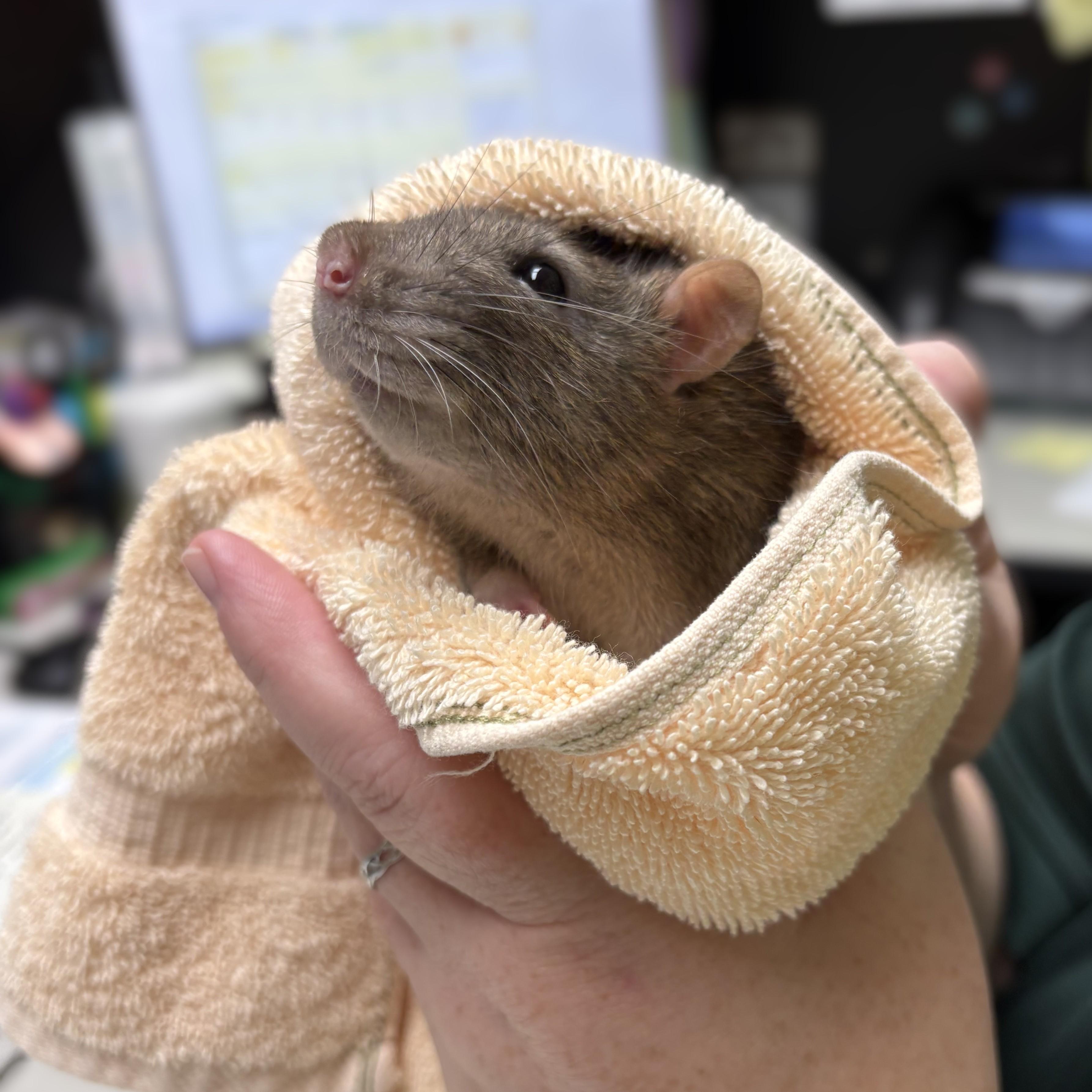 Enlarge Manchego- 52394, a ADOPTABLE Rat in Columbia, MD image 4/5