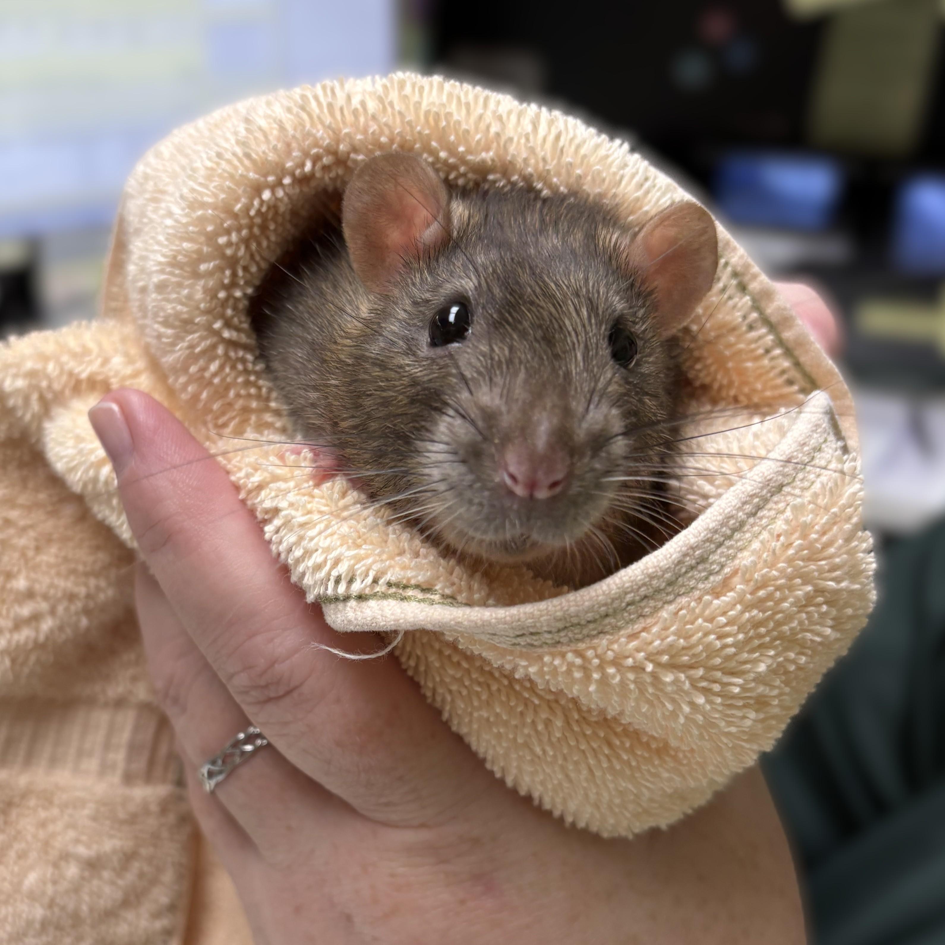 Manchego- 52394, ADOPTABLE, Adult Male Rat.