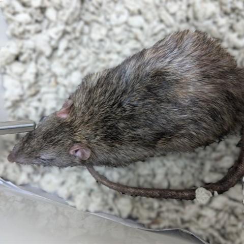 Enlarge Manchego- 52394, a ADOPTABLE Rat in Columbia, MD image 1/1