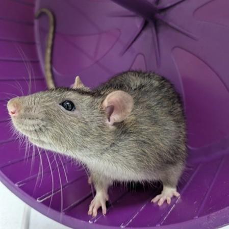 Enlarge Manchego- 52394, a ADOPTABLE Rat in Columbia, MD image 2/5