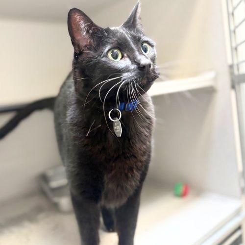PUCK, Adoptable, Adult Male Domestic Short Hair.