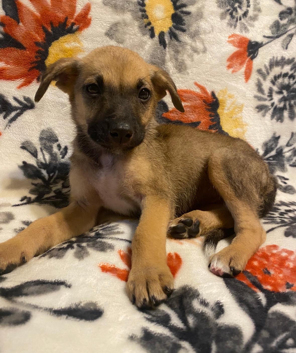 Sadie
